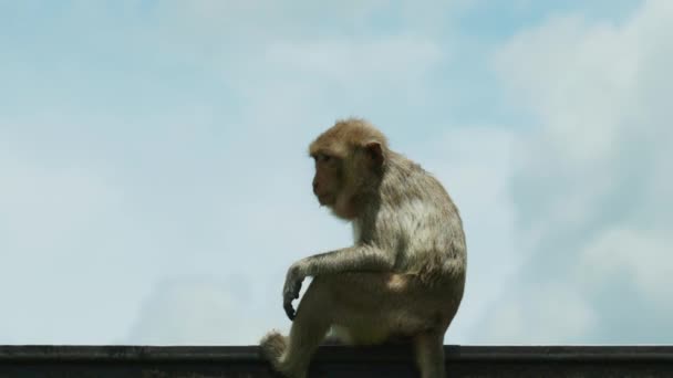 4Kシネマティック スローモーション野生動物晴れた日にタイのロッブリの猿の町の近くから門の上に立つマカクのサルの自然映像 — ストック動画