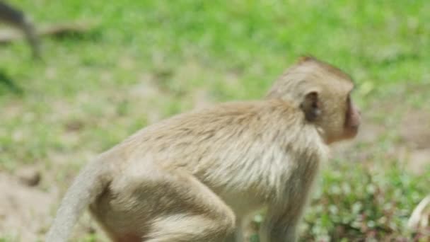 Cinemática Cámara Lenta Vida Silvestre Imágenes Naturaleza Monos Macacos Comiendo — Vídeo de stock