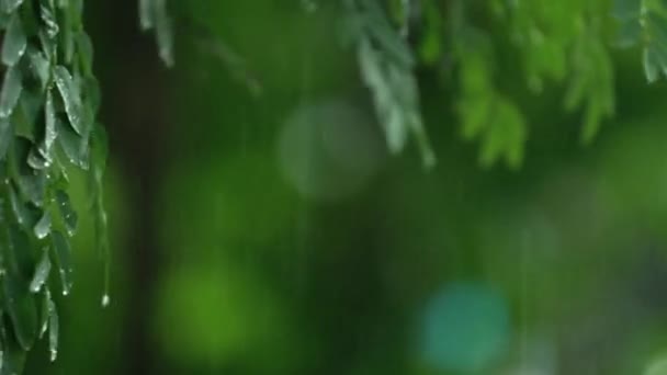 Mżawka Deszczu Przesiąkła Zielonymi Liśćmi Mokra Wilgotna Pora Deszczowa Filmy — Wideo stockowe