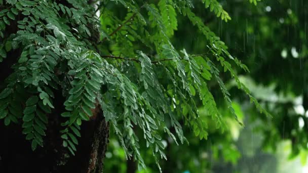 Vlhké Vlhké Období Dešťů Videa Mrholení Deštěm Promáčí Zelené Listy — Stock video