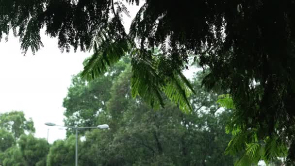 Drizzling Rain Drenches Green Leaves — Stock Video
