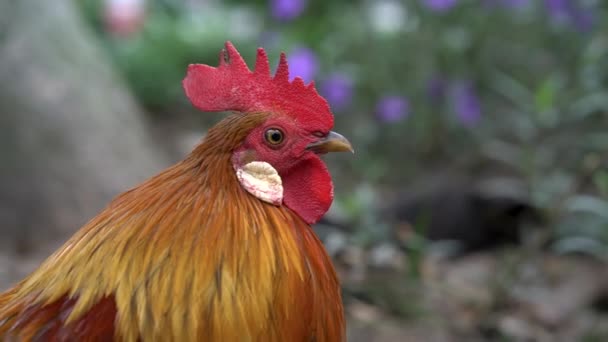 Ein Farbenfrohes Rotes Jungvogelmännchen Gallus Gallus Hahnenschwärme Frühen Morgen Auf — Stockvideo