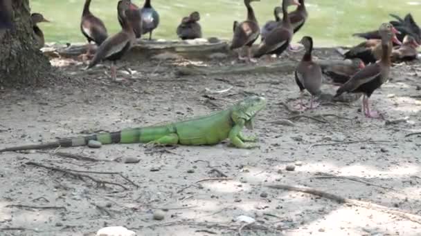 Grande Iguane Verte Entourée Canards Près Étang — Video