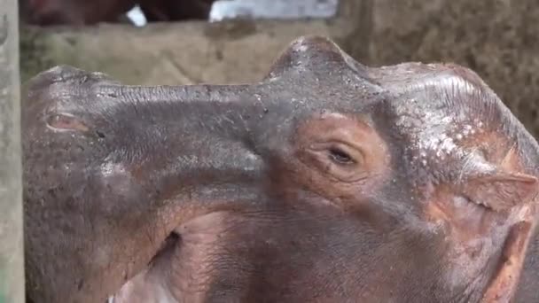 Hippo Esperando Ser Alimentado Reserva Vida Silvestre — Vídeo de stock
