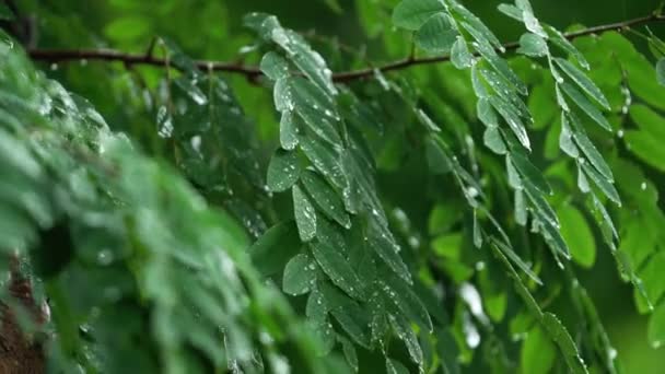 Pioggia Gocciolante Impregnato Foglie Verdi Stagione Delle Piogge Umide Umide — Video Stock