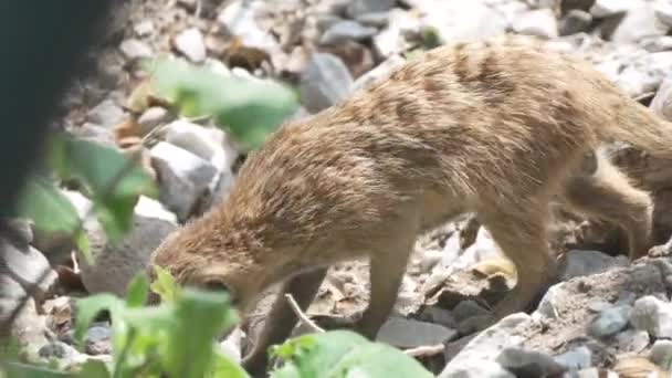 Meerkat嗅嗅和在岩石上行走 — 图库视频影像