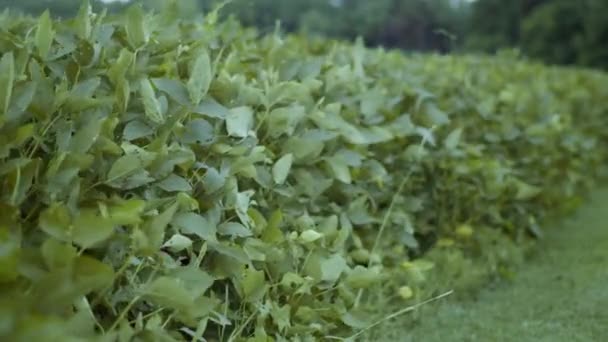 ノースカロライナ州の田舎の豆畑の列の終わり — ストック動画