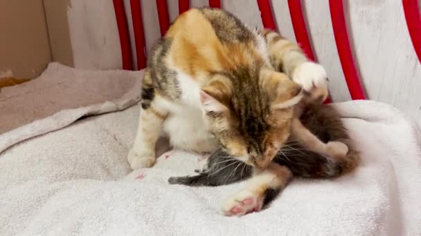 Kvinnlig Katt Värkar Statiskt Skott — Stockvideo