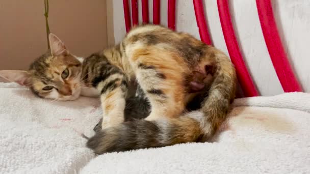 猫在屋里用毛巾分娩 新婴儿出来了 人类帮助把小猫咪拉出来 — 图库视频影像