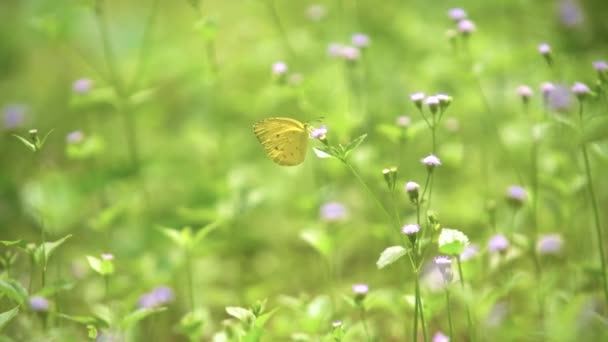 Kelebek Doğal Ortamda Çiçekleri Döllüyor Sığ Alan Derinliği Bulanık Yeşillik — Stok video