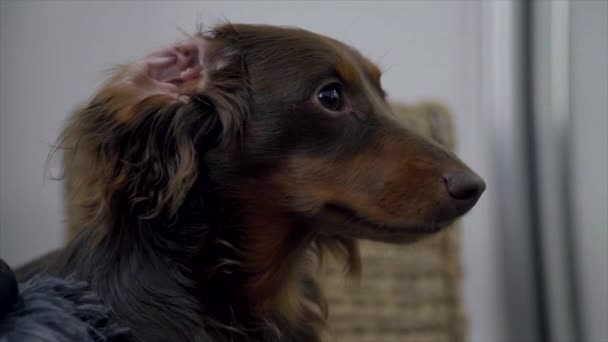 Kulağı Kıvrılmış Şirin Bir Dachshund Köpeği — Stok video