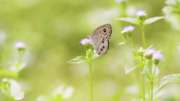 Vlinders Bestuiven Bloemen Een Natuurlijke Omgeving Ondiepe Scherptediepte Wazig Groen — Stockvideo
