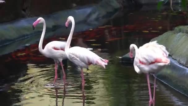 Nagyobb Flamingó Raj Phoenicopterus Roseus Tóban Állva Egyik Jobbra Pisil — Stock videók