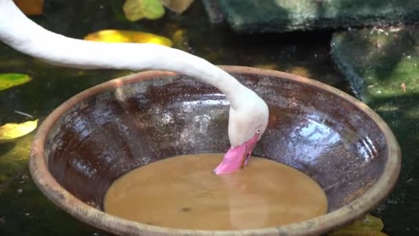 Närbild Skott Rosa Större Flamingo Foenicopterus Roseus Suga Upp Både — Stockvideo