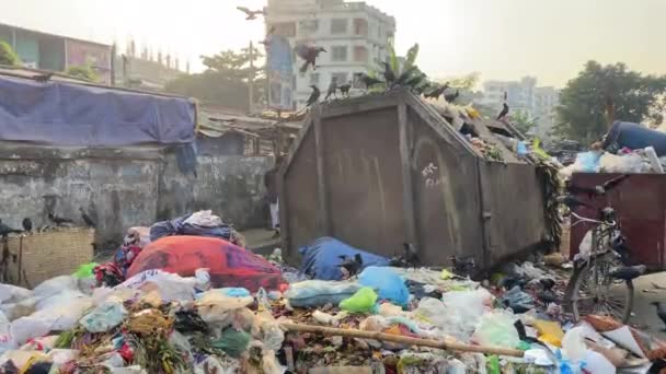 Plein Air Déchets Oiseaux Recherche Nourriture Concept Pollution Plein Air — Video