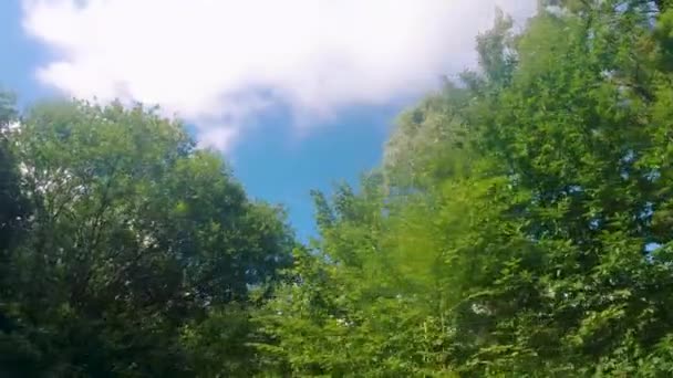 Dreamy Smooth Video Bright Green Trees Hazy Sun Light Blue — Wideo stockowe