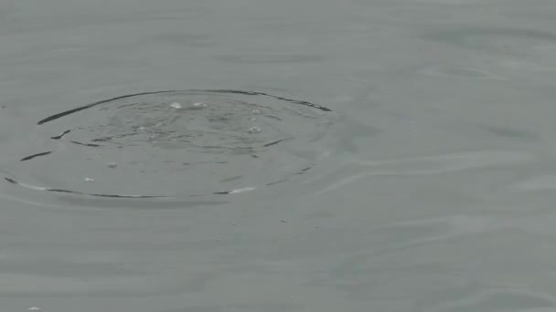 Eared Grebe Monterey Bay Καλιφόρνια — Αρχείο Βίντεο