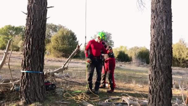 Timberline Pruning Team Attaching Safety Harness Climbing Pine Tree Surrounded — Stock Video