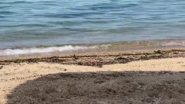 Ένα Σπουργίτι Στην Παραλία Δίπλα Στη Θάλασσα Ψάχνει Για Φαγητό — Αρχείο Βίντεο