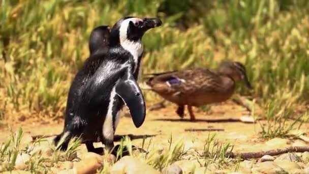 夕暮れ時のアヒルに続く少年と大人のアフリカペンギン — ストック動画