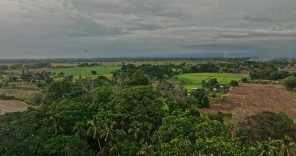 Guarumal Panama Aerial Low Flyover Acres Farmland Capturing Beautiful Cultivated — Stock Video