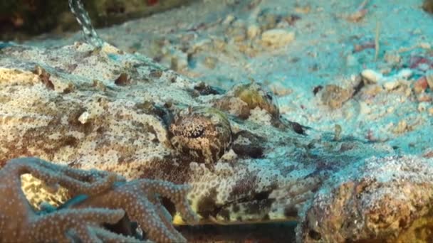 Cabeza Plana Arrecife Coral Mar Rojo — Vídeo de stock
