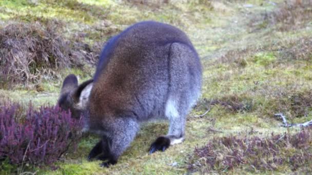 Egy Bennett Wallaby Legel Cradle Mountain Tasmania Füvén — Stock videók