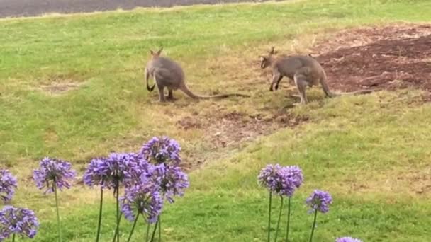 Pair Young Male Kangaroos Practising Sparring Techniques Front Yard — Stock Video