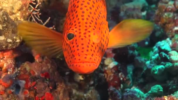 红珊瑚石斑鱼非常接近珊瑚礁的前景 — 图库视频影像
