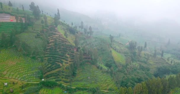 Холм Табачной Плантацией Туман Горах Видео — стоковое видео