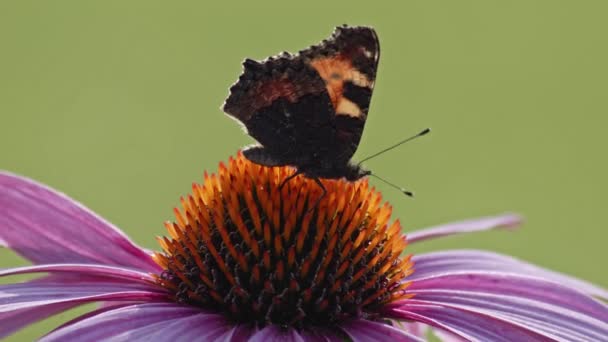 Small Tortoiseshell Butterfly Eating Nectar Orange Coneflower Macro Static Shot — Stok Video