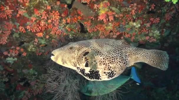 Mapa Pufferfish Nadando Arrecife Coral Tropical — Vídeo de stock