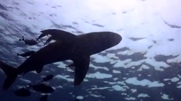 Requin Océanique Nageant Sous Surface Mer Rouge — Video