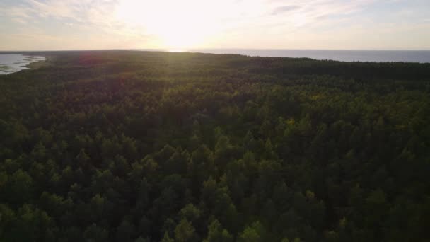 Aerial Panorama Shot Large Forest Woodland Baltic Sea Backdrop Golden — Stock Video