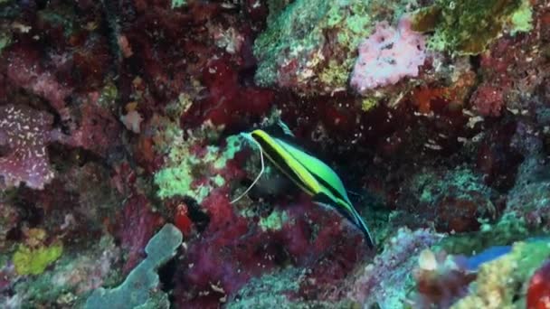 Moorish Idol Close Coral Reef — Stock Video