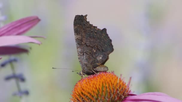 Uma Pequena Tartaruga Borboleta Alimentando Néctar Laranja Coneflower Seguida Decola — Vídeo de Stock