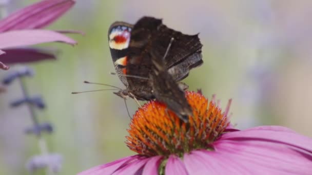 Två Europeiska Påfåglar Fjärilar Matar Nektar Från Apelsin Coneflower Makro — Stockvideo