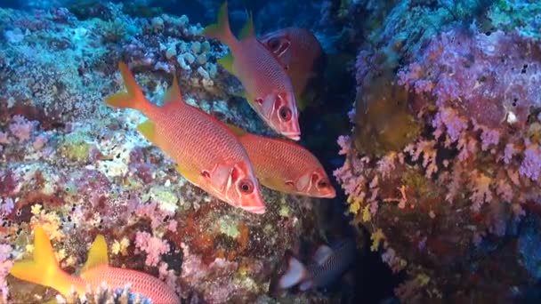 Eekhoornvissen Zwemmen Kleurrijke Tropische Koraalriffen — Stockvideo