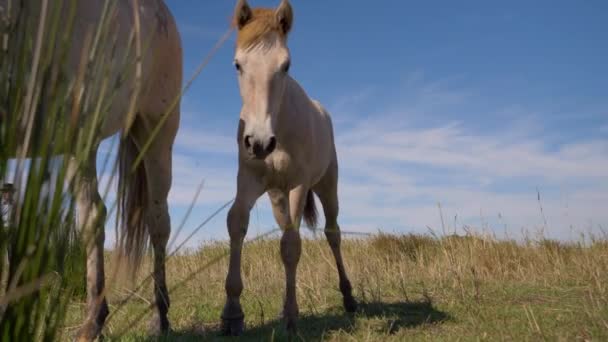 Cheval Bébé Restant Près Mère — Video