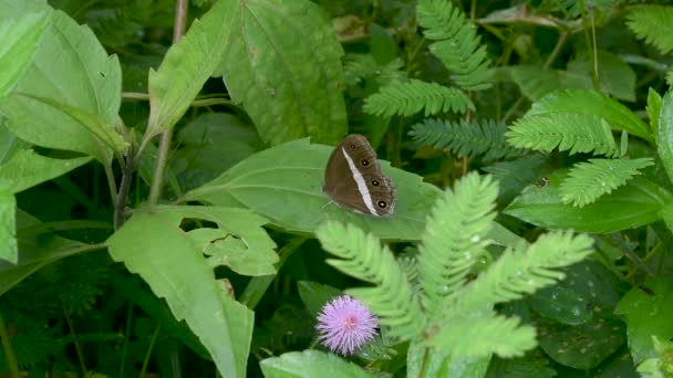 Medus Brown Orsotriaena Medus Butterfly Purple Flower Ssulplant — 비디오