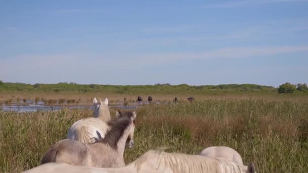 Paarden Lopen Vrij Rond Een Groot Natuurgebied — Stockvideo