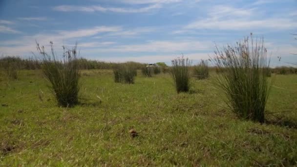 一辆Suv卡车开过法国南部田野的一条土路 上面长满了青草 — 图库视频影像