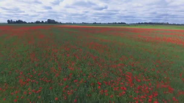 Campo Amapola Floreciente Junto Granja Ganado Aerial Flyover Shot — Vídeo de stock