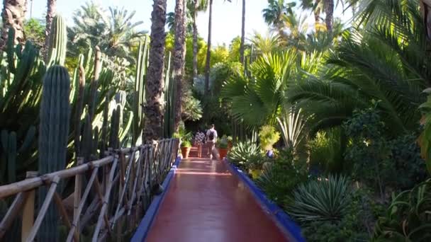 Aufnahmen Des Botanischen Gartens Jardin Majorelle Marrakesch Oder Marrakesch Marokko — Stockvideo