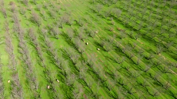 Vzdušná Orbita Zahrady Bezlistými Stromy Ovcemi Pasoucími Kolem — Stock video