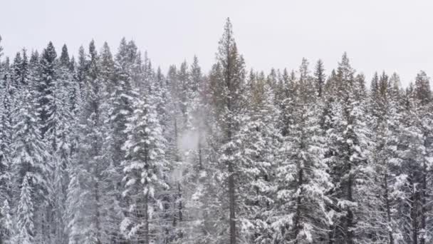 Stabiler Drohnenschuss Von Baumgrenze Als Sägekünstler Große Kiefern Durchschneidet Schnee — Stockvideo