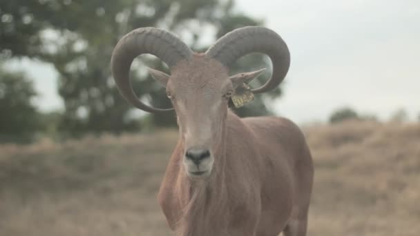 英格兰西米德兰萨法里公园的巴巴里羊被树木环绕 — 图库视频影像