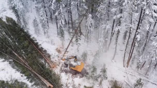 Epic Drone 나무를 조종하는 기계를 당겨서 올라가면서 근처에 말뚝에 커다란 — 비디오
