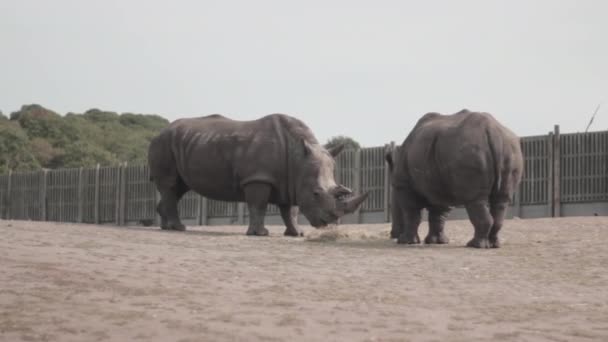 Recinto Parque Safari West Midlands Inglaterra Dois Rinocerontes Africanos Pastam — Vídeo de Stock