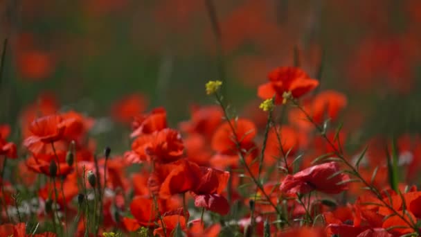 風で揺れる可愛い赤いポピー畑 ローエズ紙だ ラックフォーカス — ストック動画